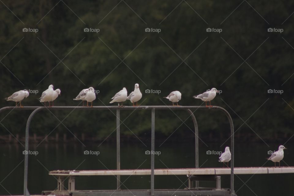 Gulls. Gulls 