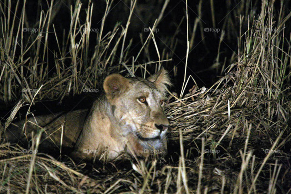 My first experience in filming wildlife in Dandar Nature Reserve in Sudan