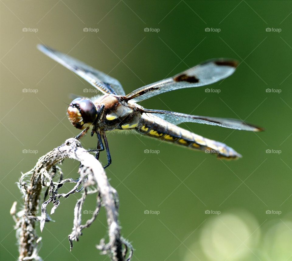 Common Whitetail Skimmer Dragonfly