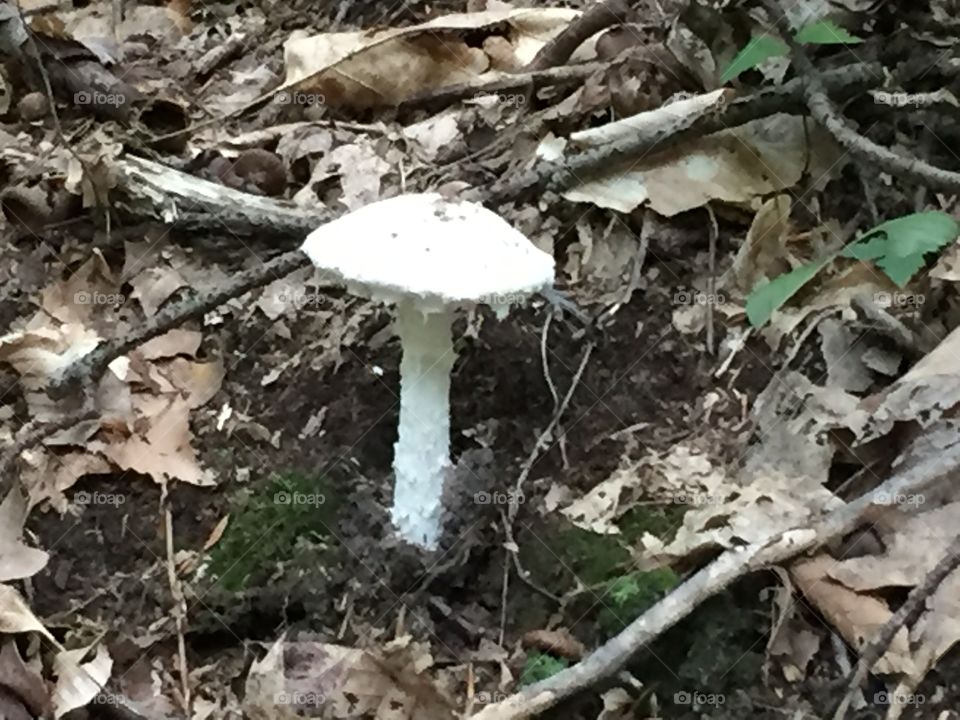 Wild mushroom 
Forest floor
Pennsylvania 