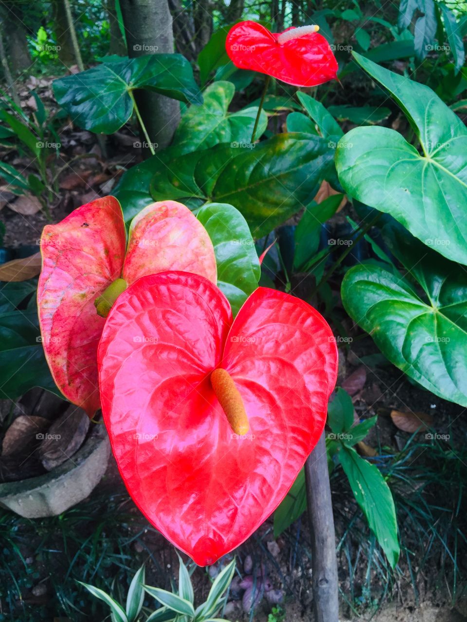 Anthurium