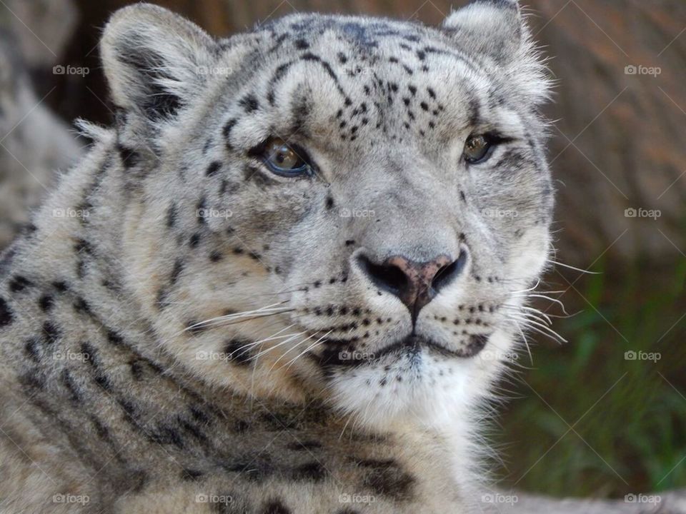 Snow Leopard