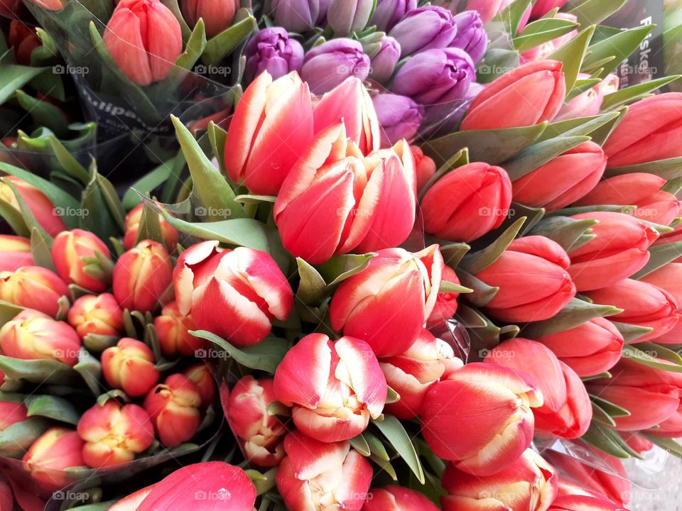 beautiful Danish tulips