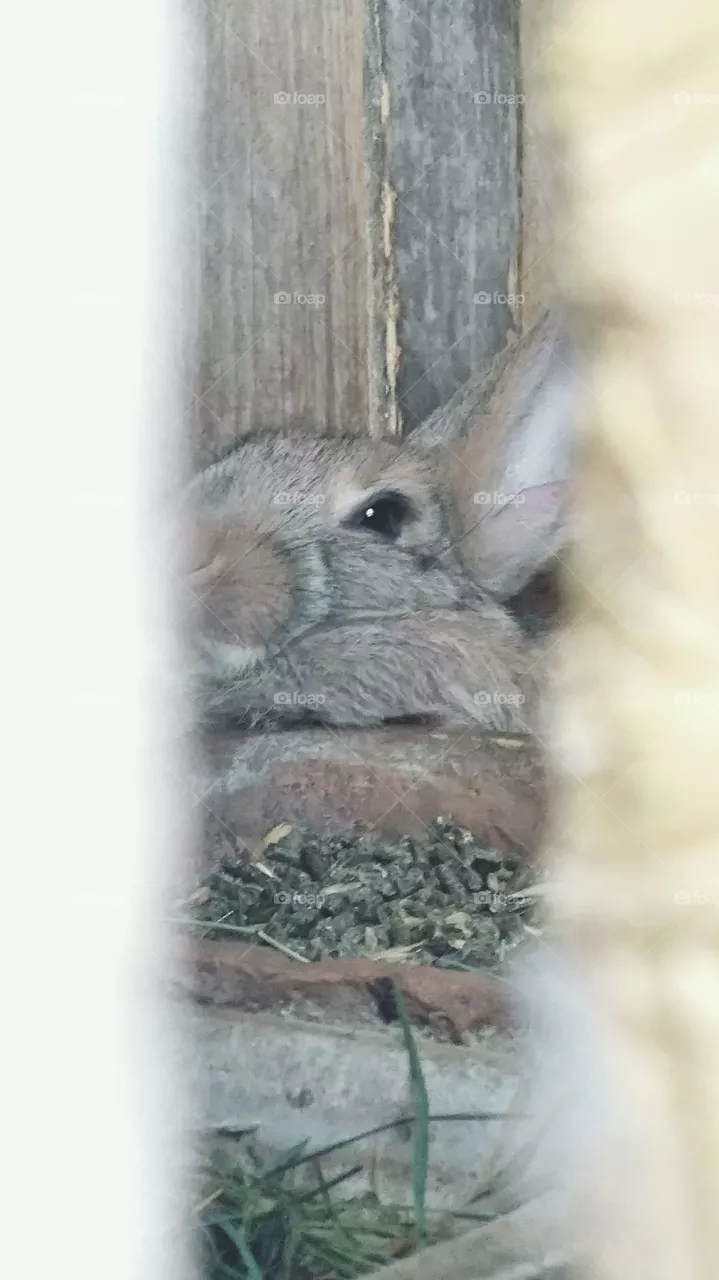 bunny