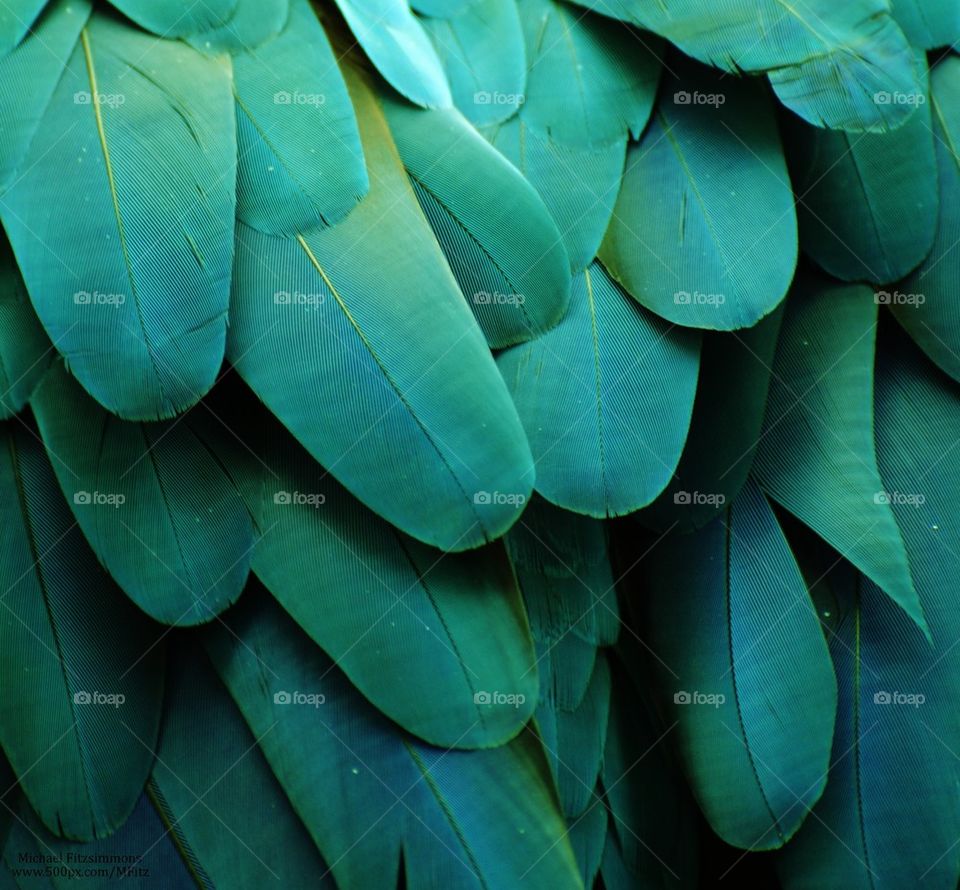 Turquoise Feathers