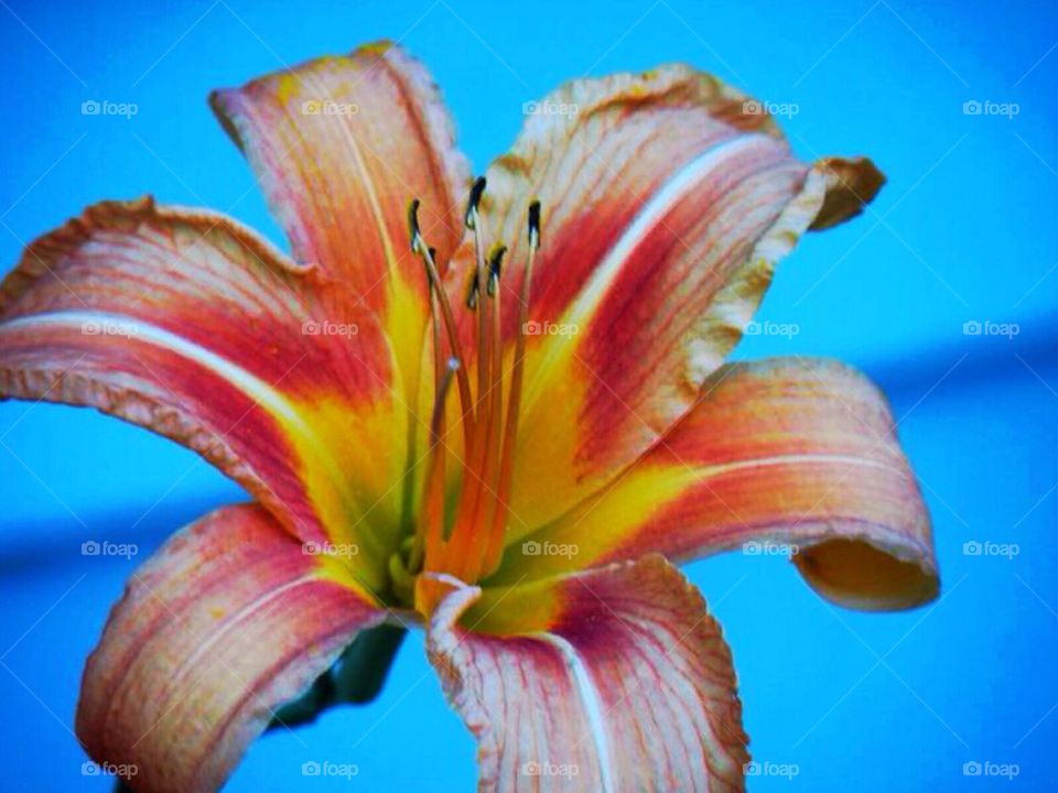 united states nature rhode island lilly by amieeleeangel223