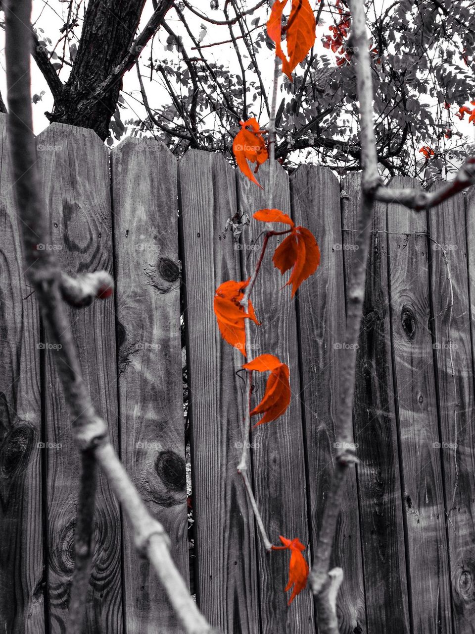 Autumn in Pittsburgh 