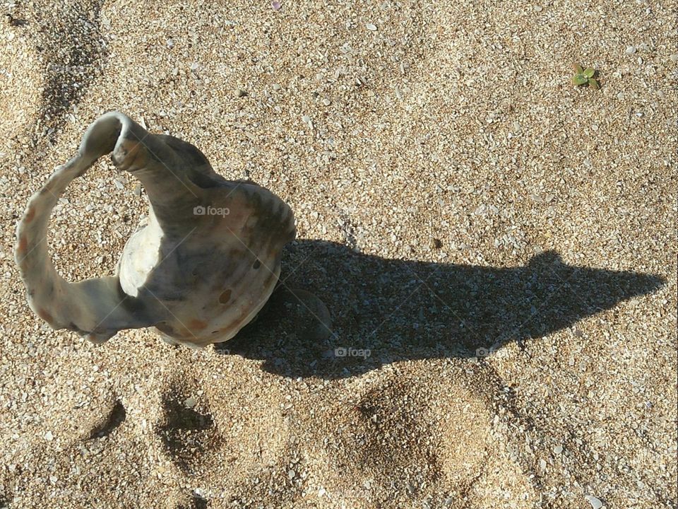 Coquillage on sand.