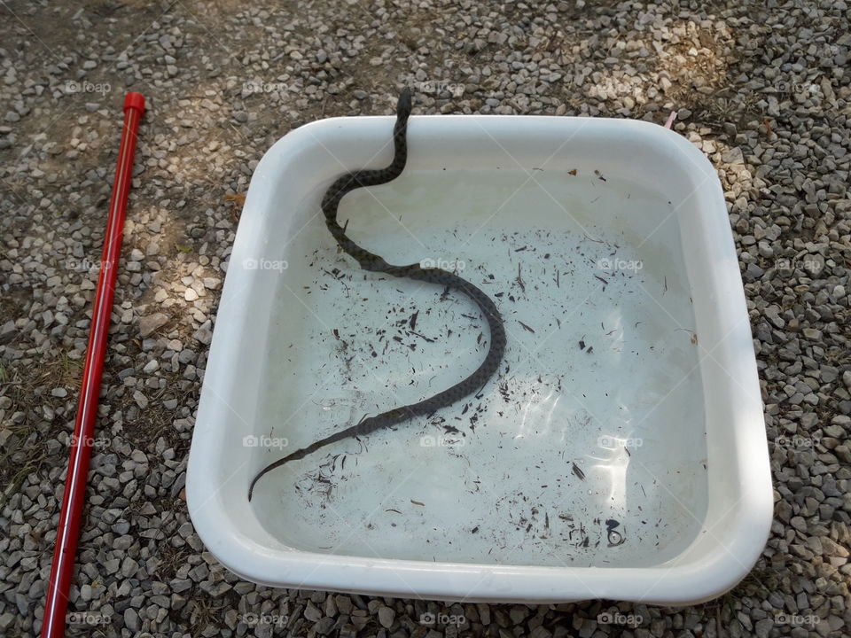 Water snake (caught it myself with hands)