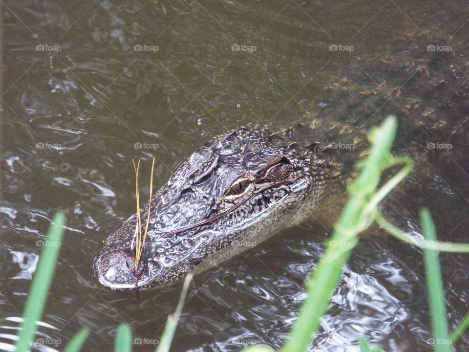 Alligator, Reptile, Crocodile, Wildlife, Nature