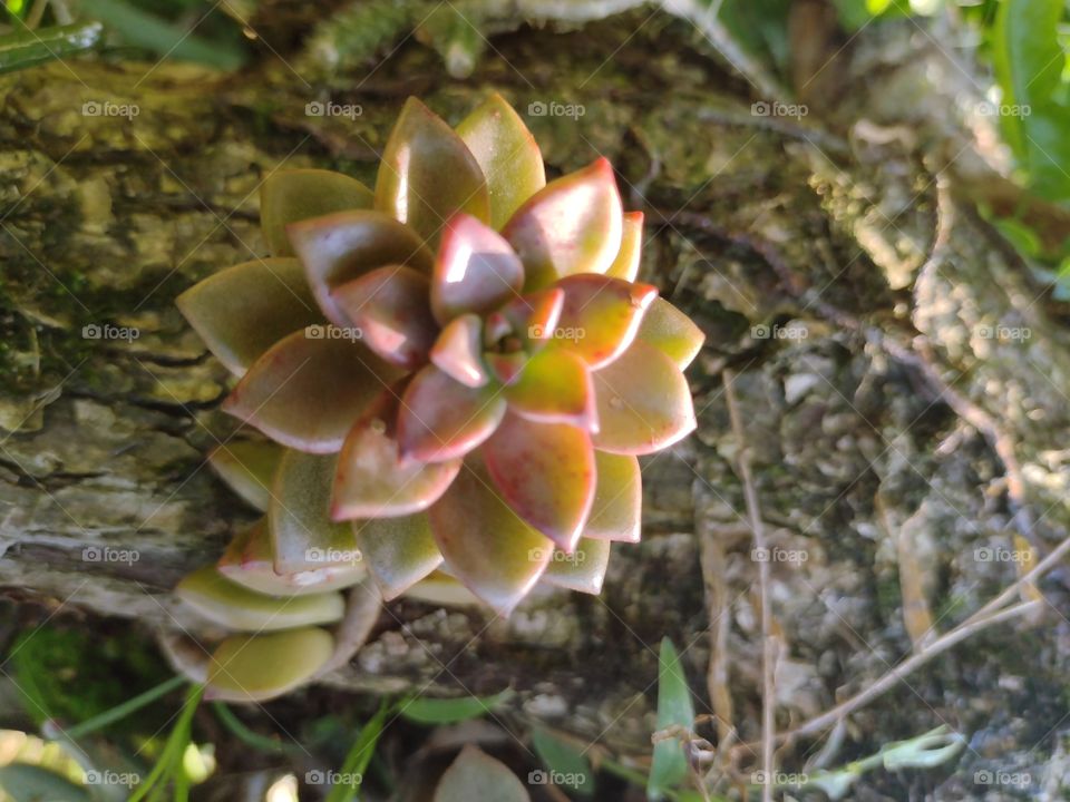 succulent from my garden