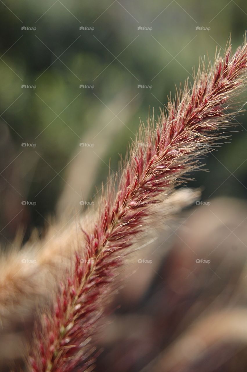 Foxtail