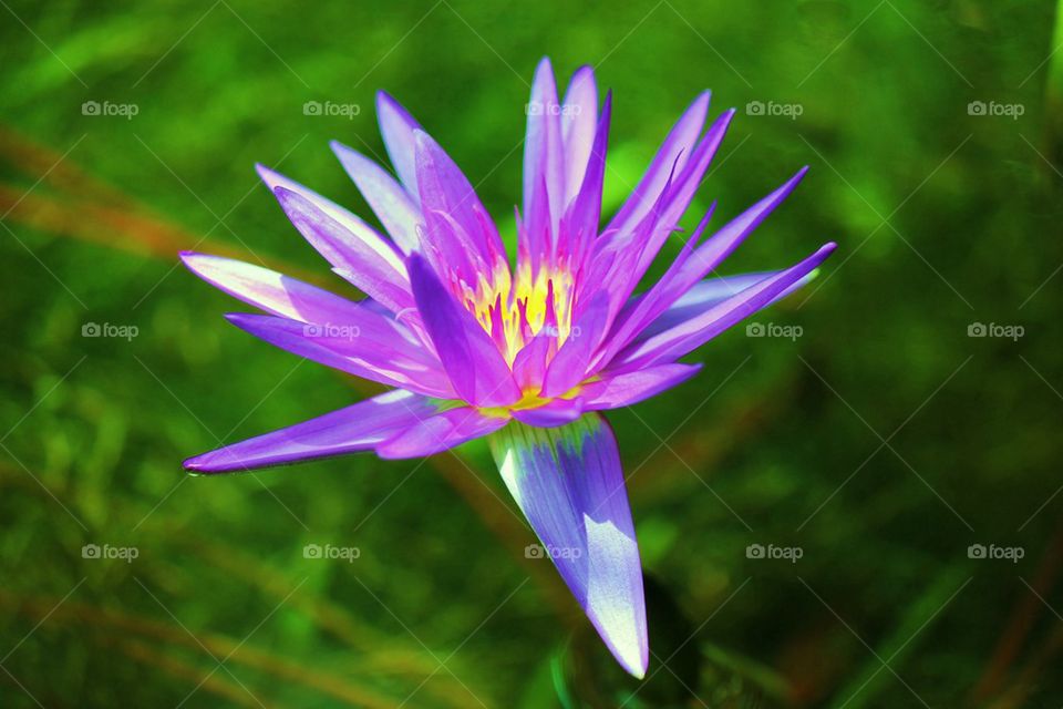 Beautiful purple flower