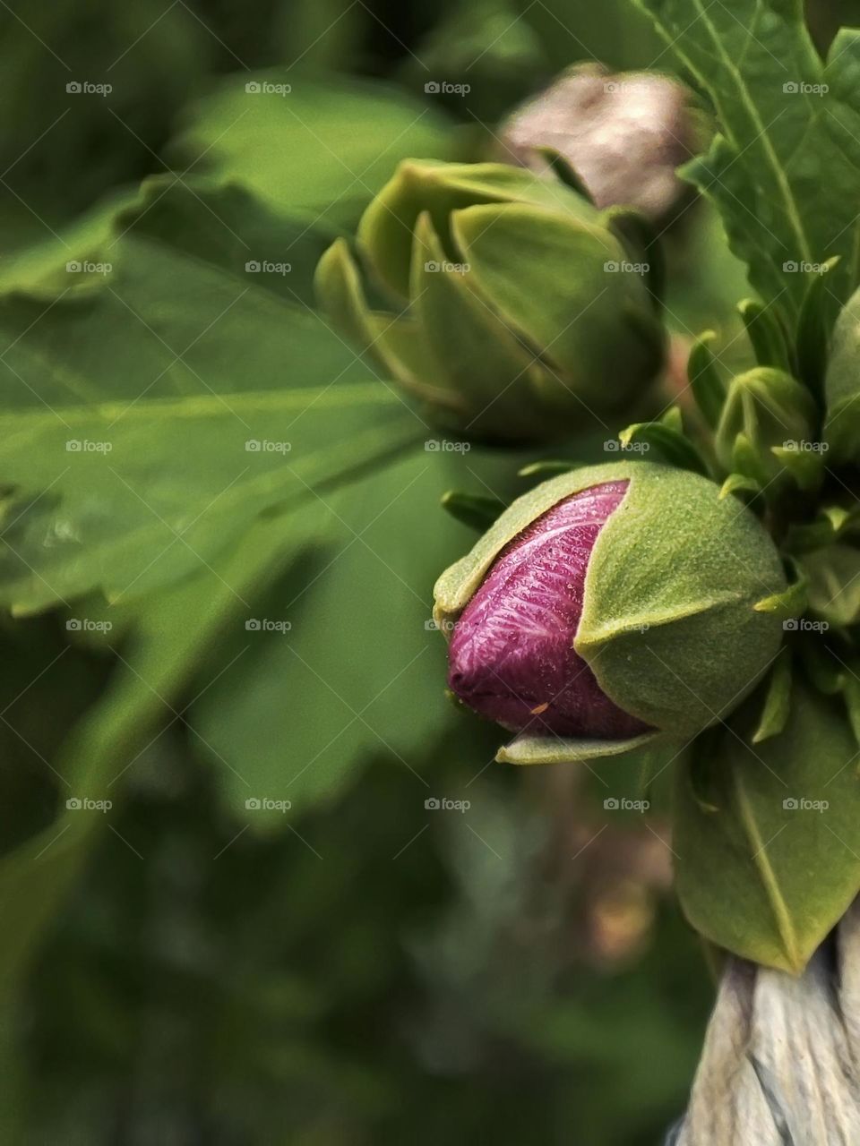 Macro photo of a flower growing in the garden