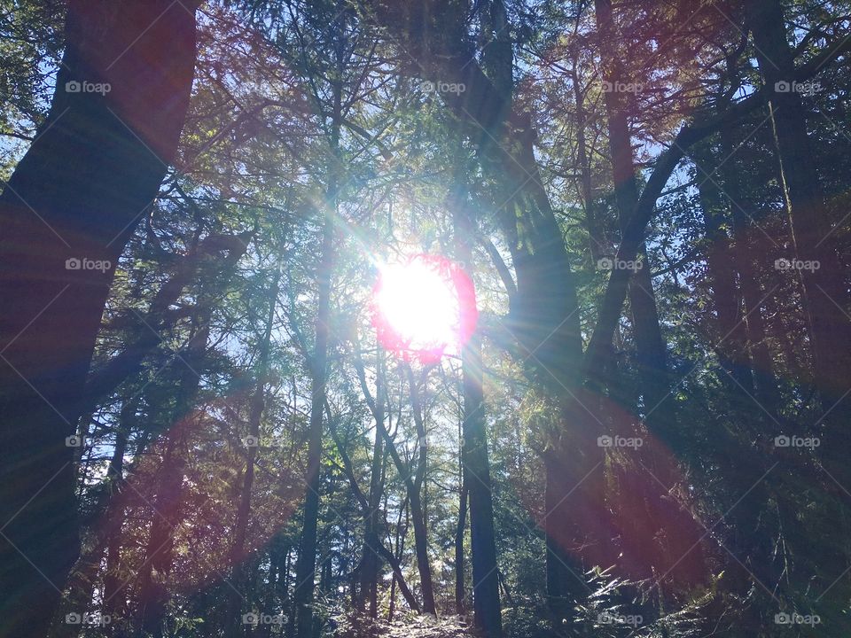 Sun-rays shining through the tall trees