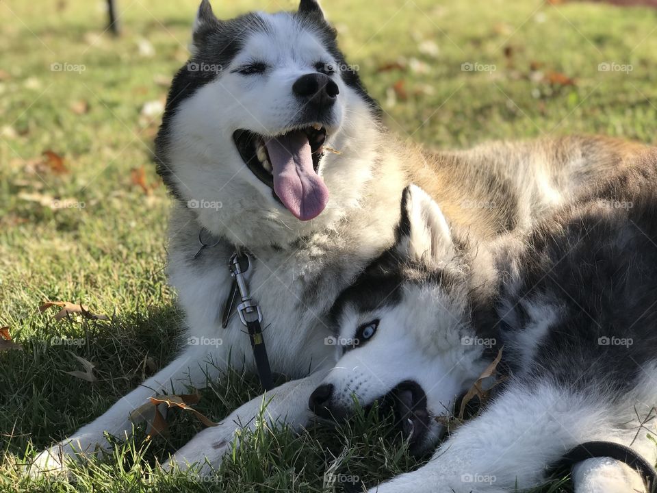Two huskies playing in the grass 