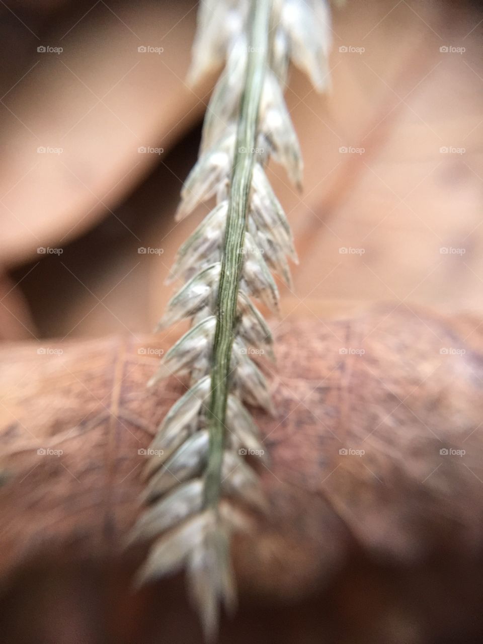 Macro wheat