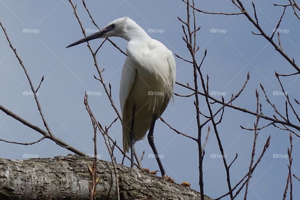 Egret 