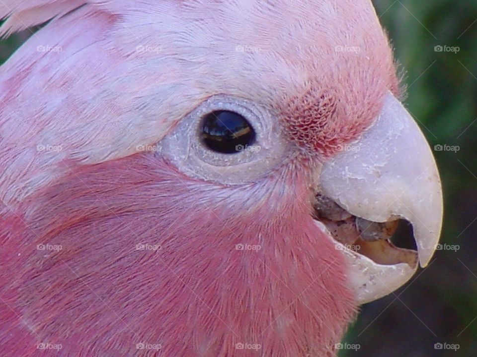 Pink galah