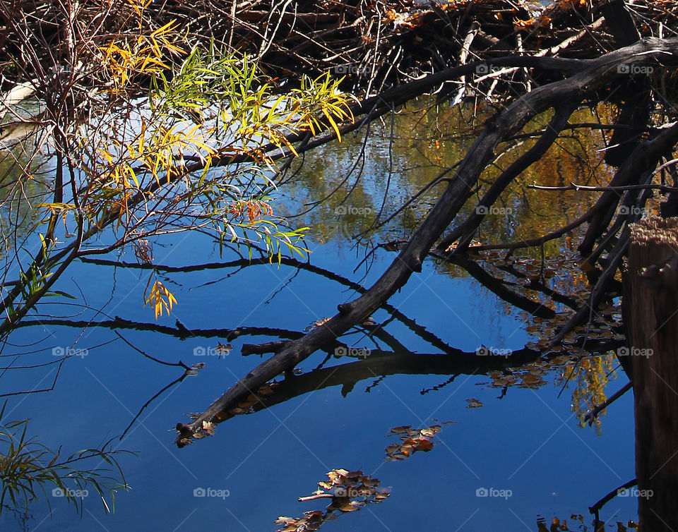 Reflection in pond with leaves starting to change