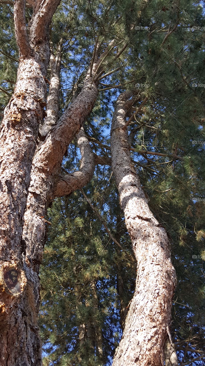 sturdy branches and sky