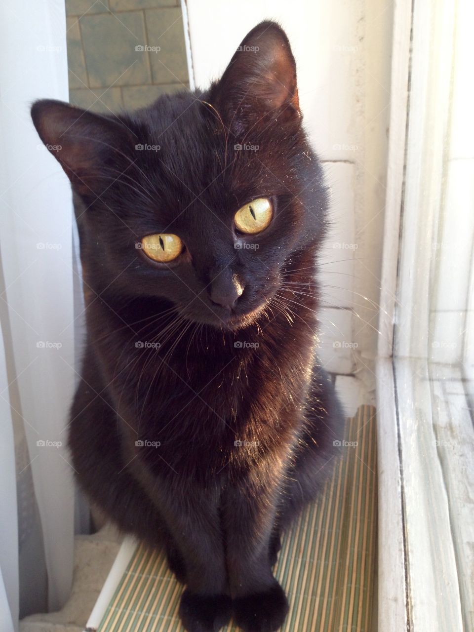 Black cat sitting on a window sill