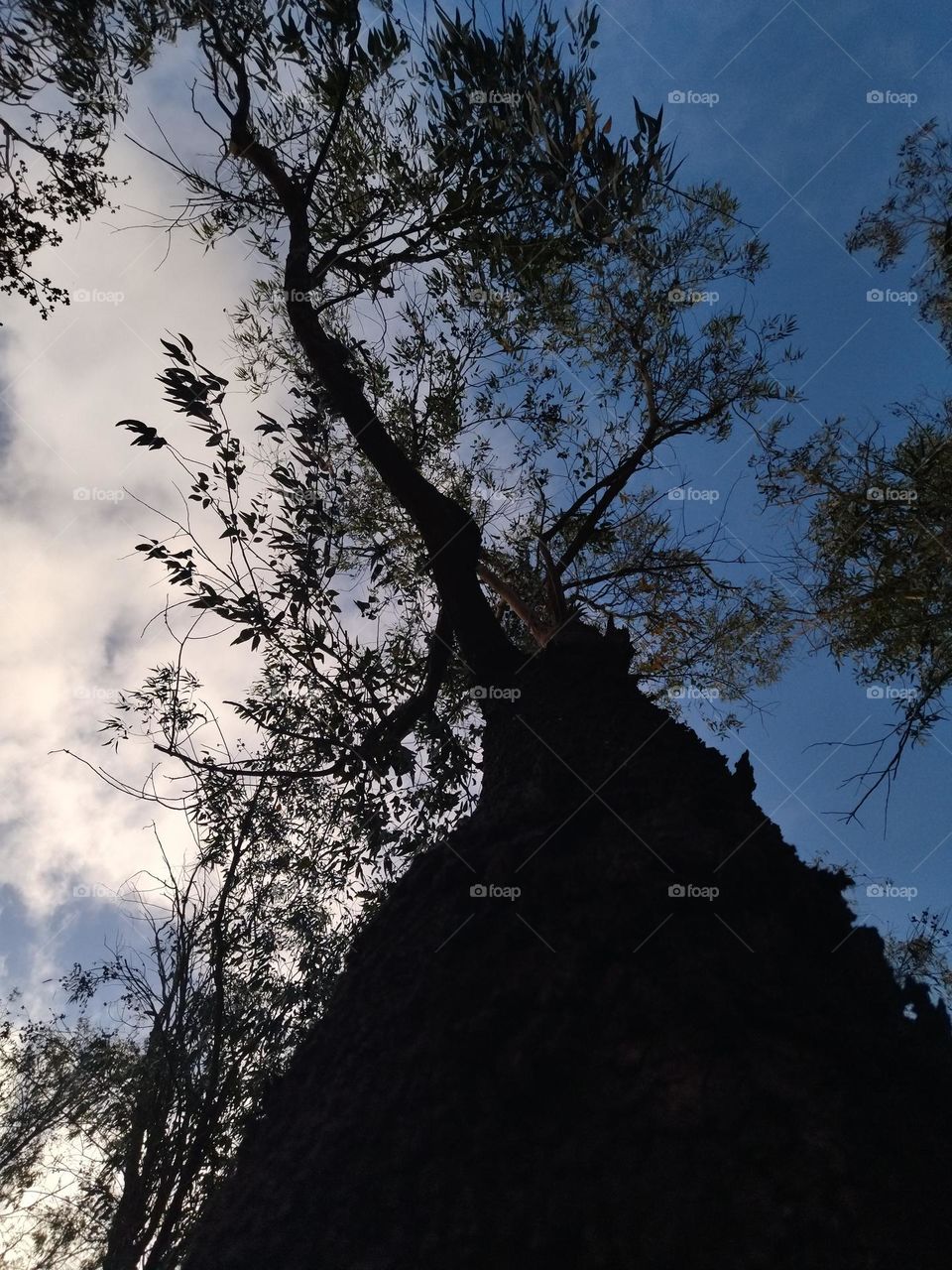 tree and sky