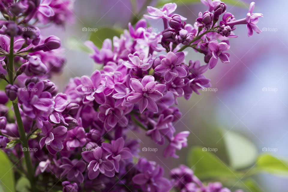 close up of lilac flowers.  spring background