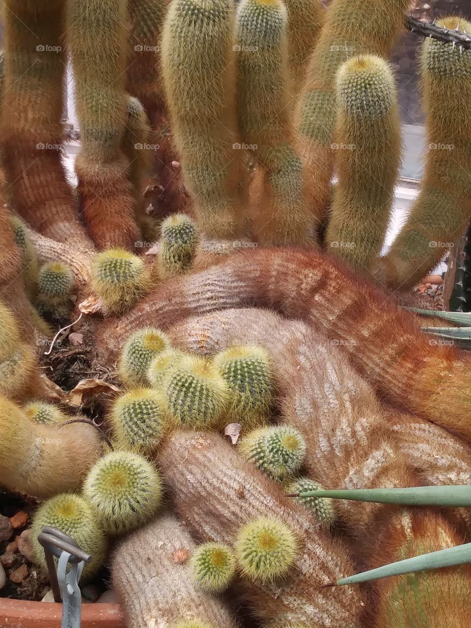 spine cactus