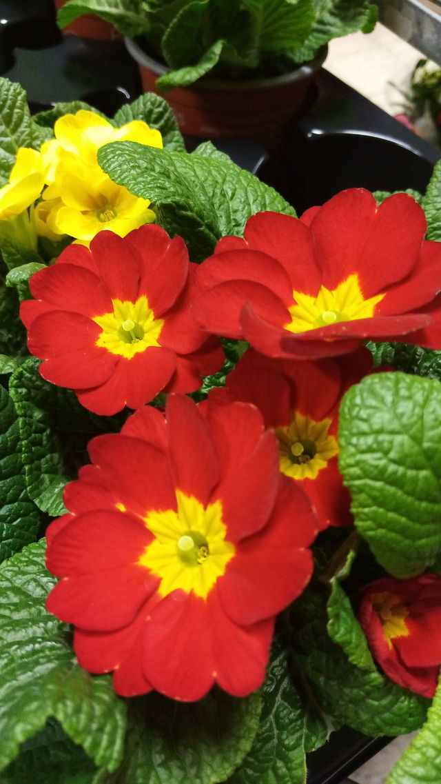 Blumen Germany