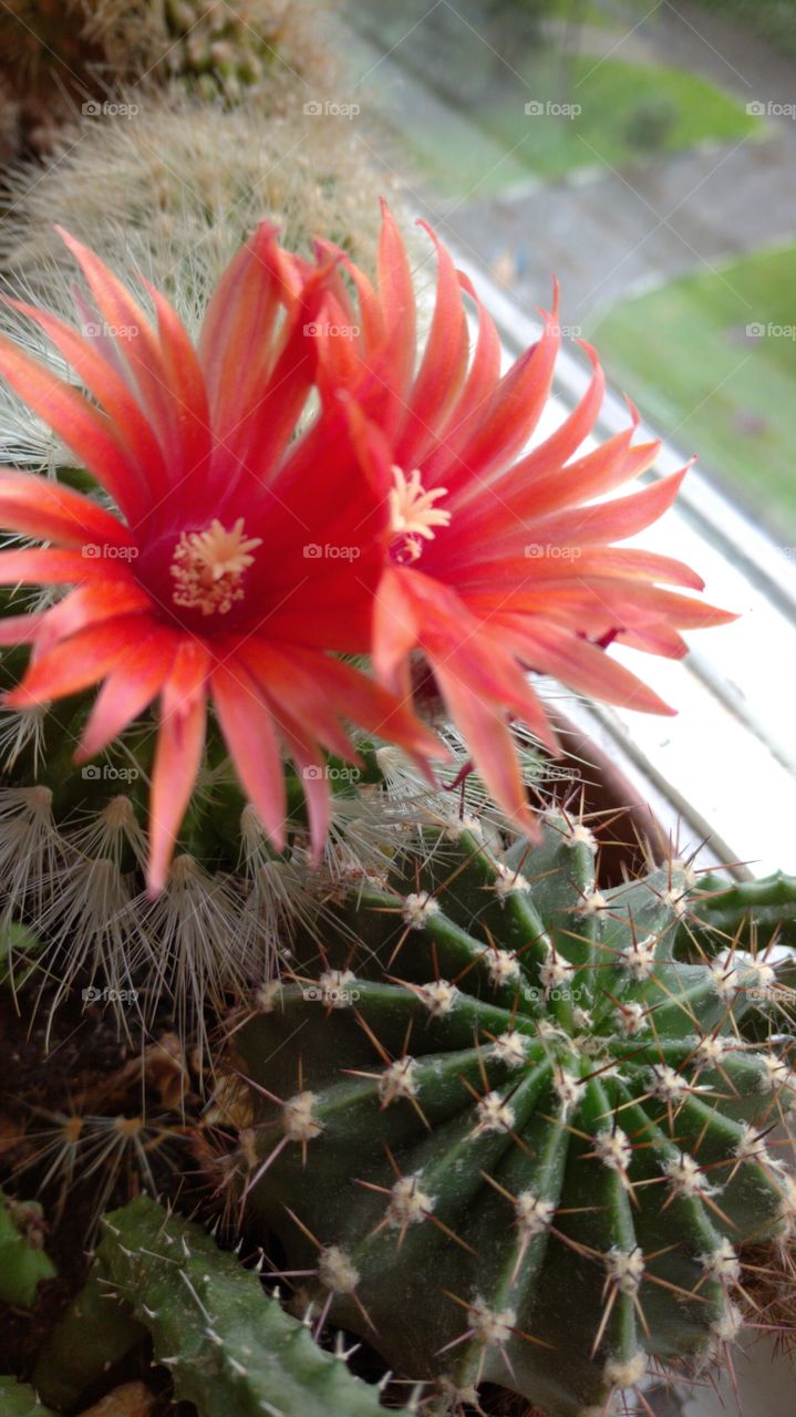 Кактус в цвету