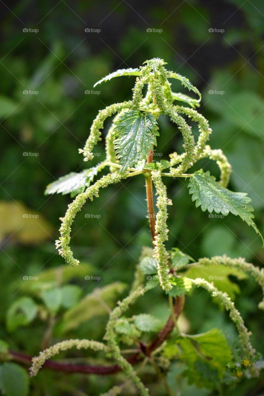 wild nettle