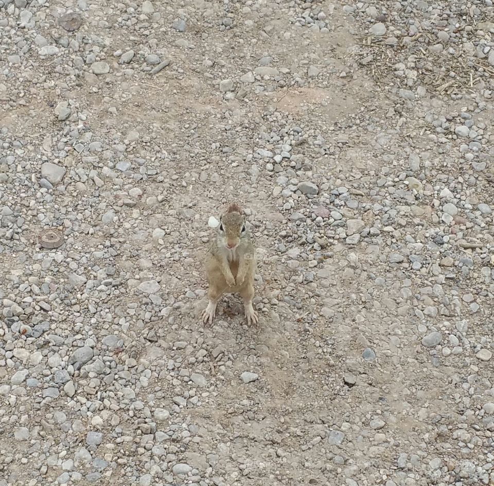 fuzzy and cute little rodent