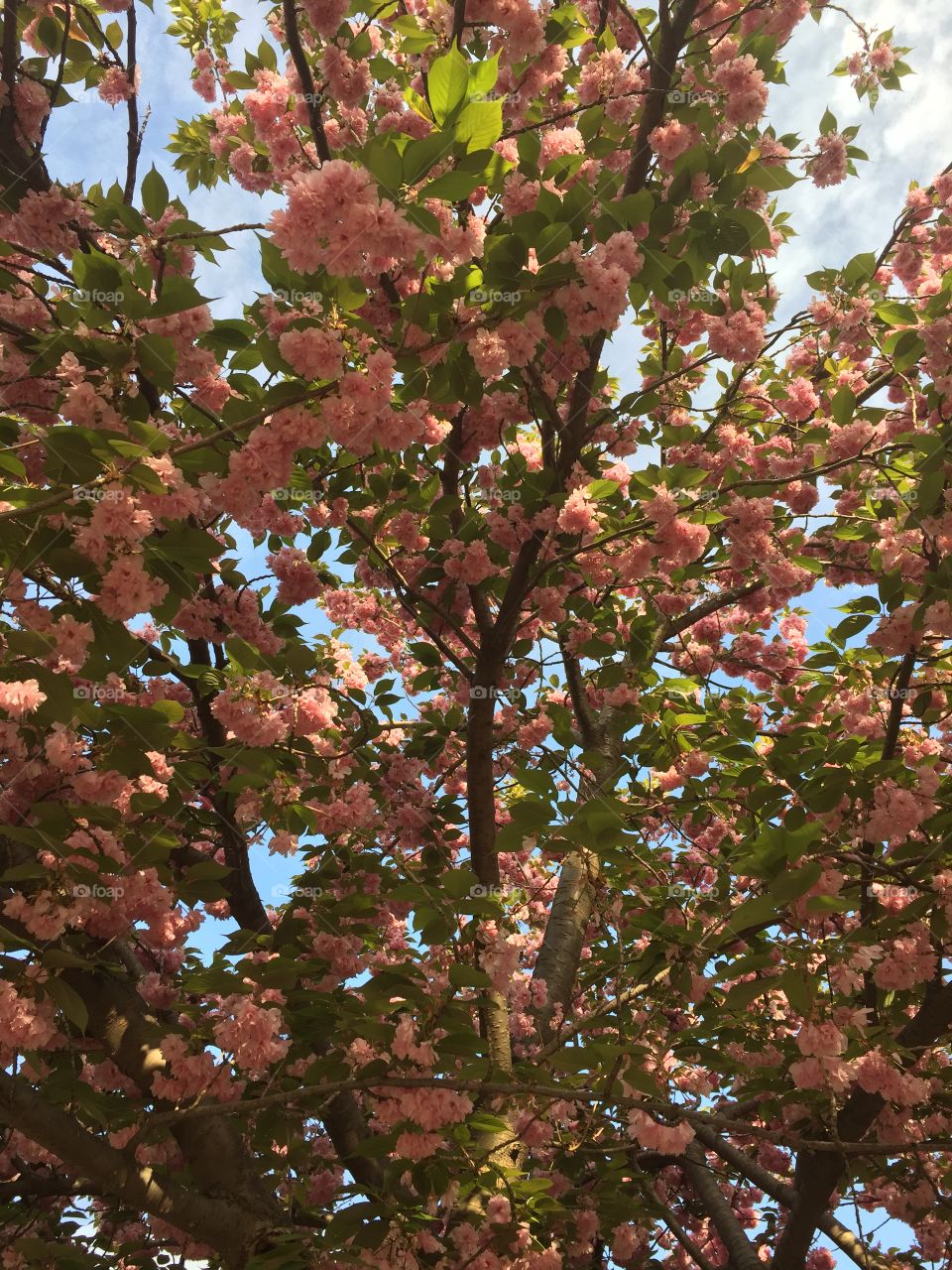 Flowers tree