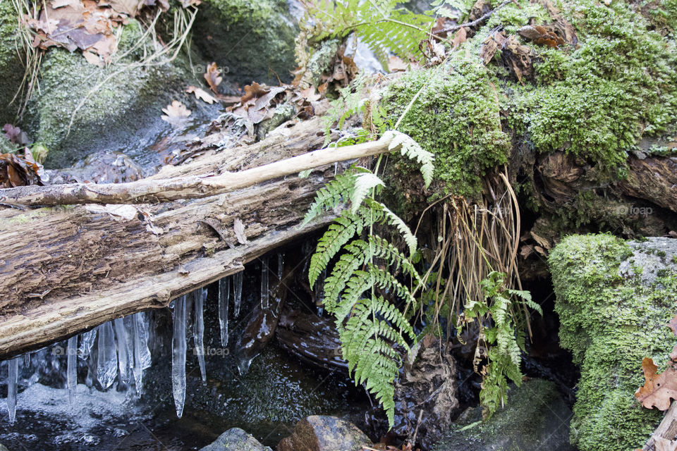 Creek in the forest - fern ice moss 