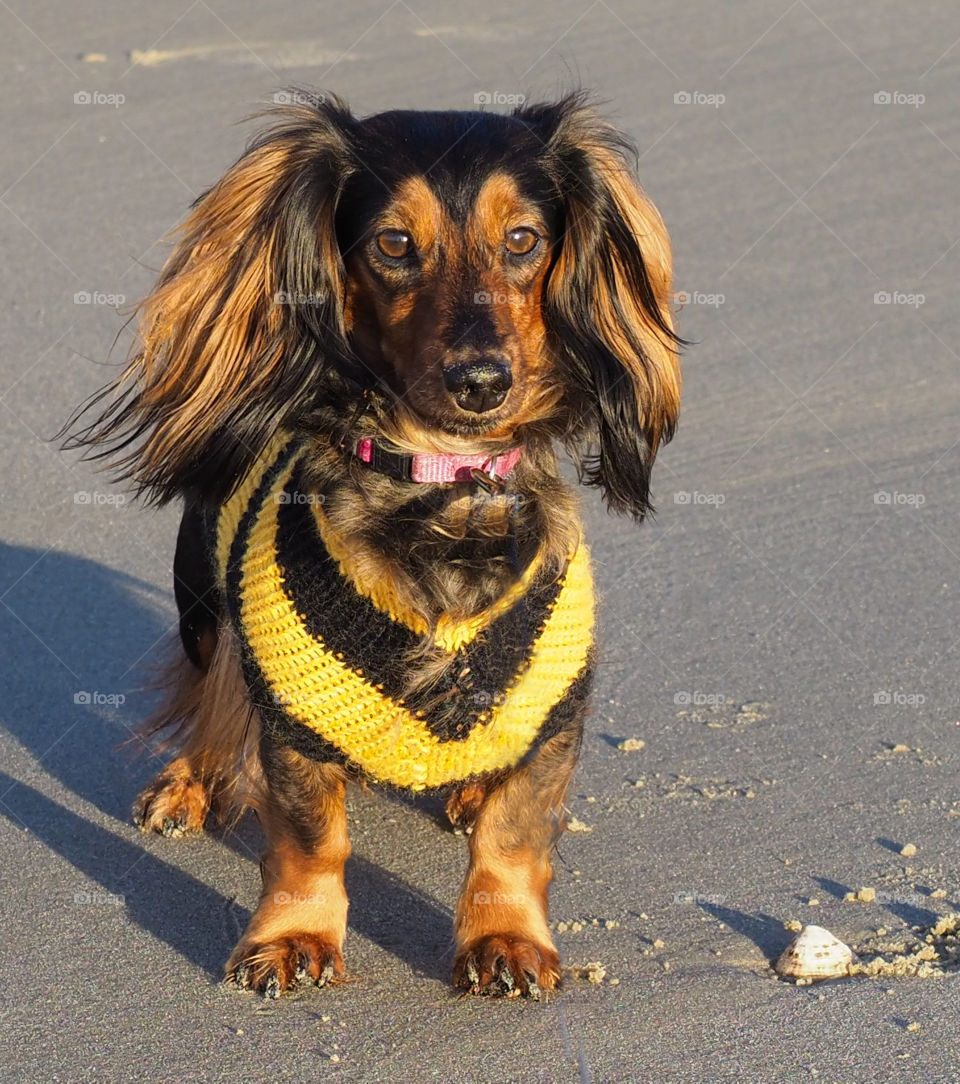 Dachshund dog. 