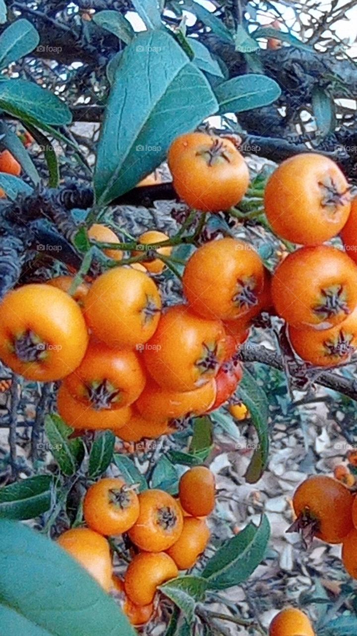 crataegus tanacetifolia