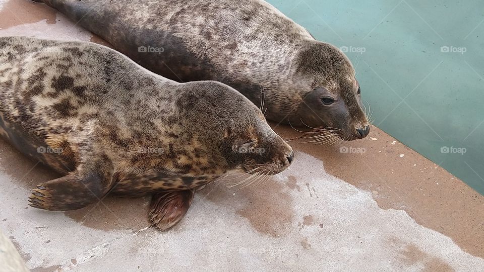 Loving Sea Seals