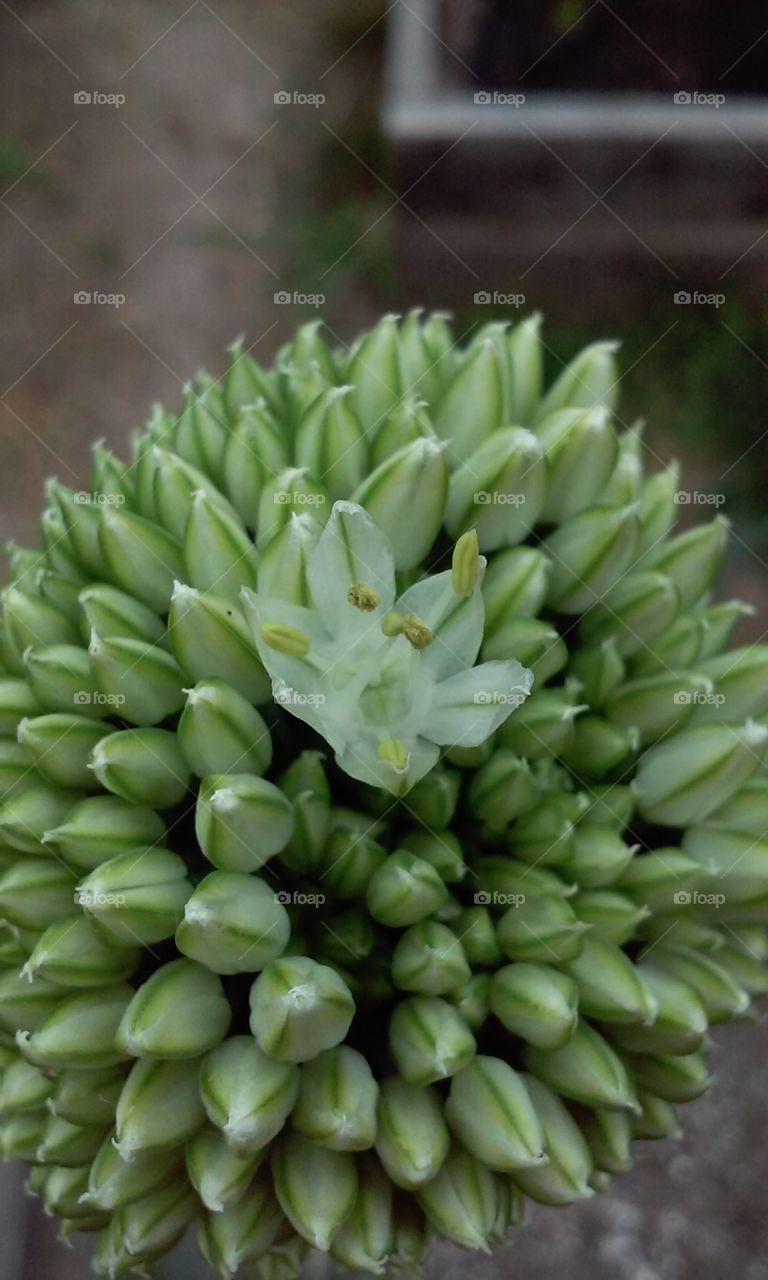 onion flower. watching the amazing onion flowers open....wow so many