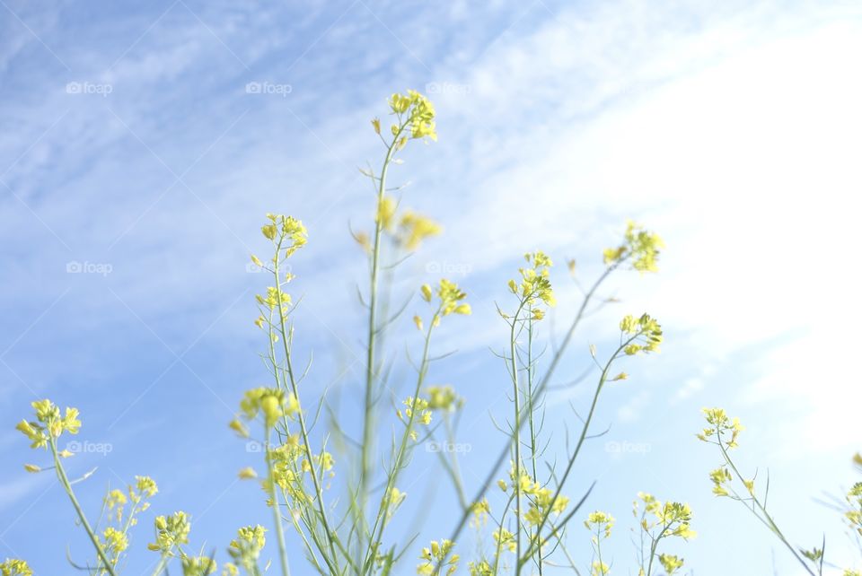 Small yellow flowers with background of blue sky.