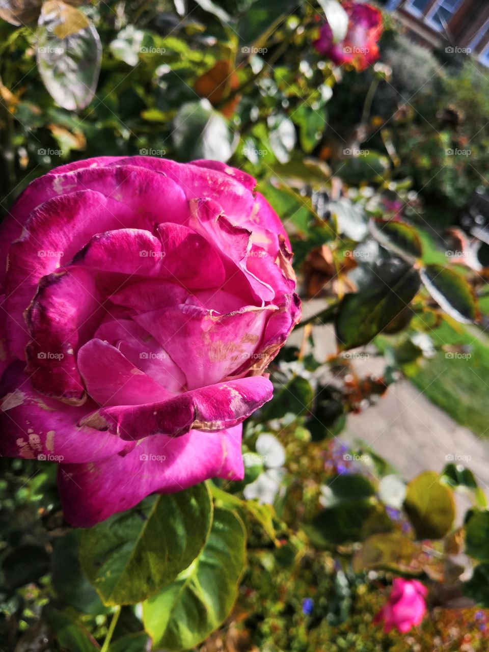 Pretty pink rose flower amongst leaves against an unfocused green background.