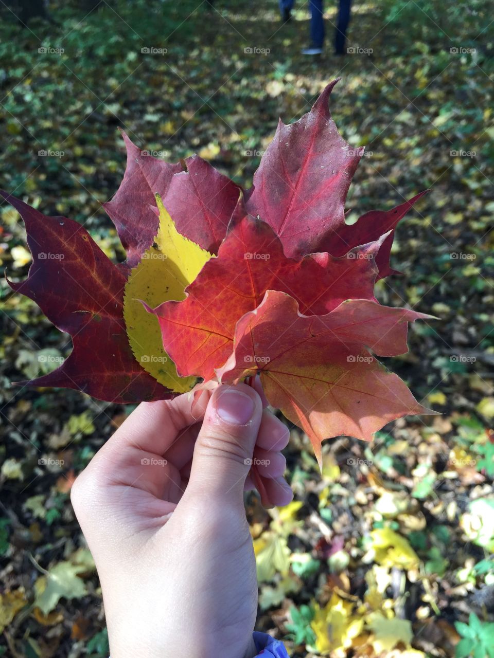 Autumn leaves in my hand