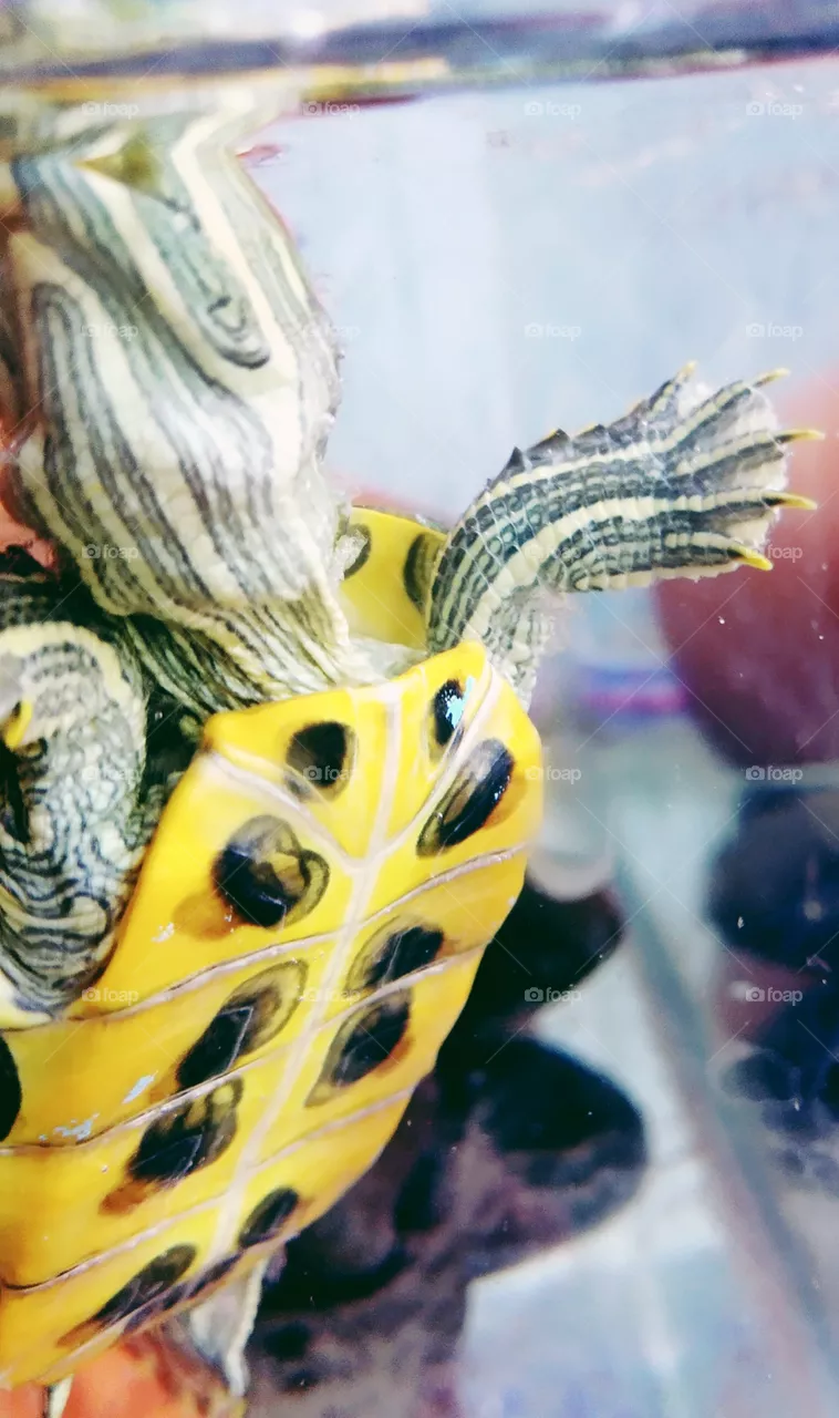 Turtle