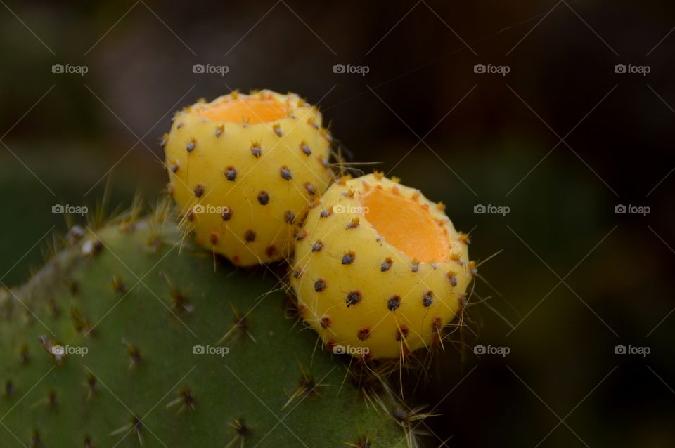 Cactus