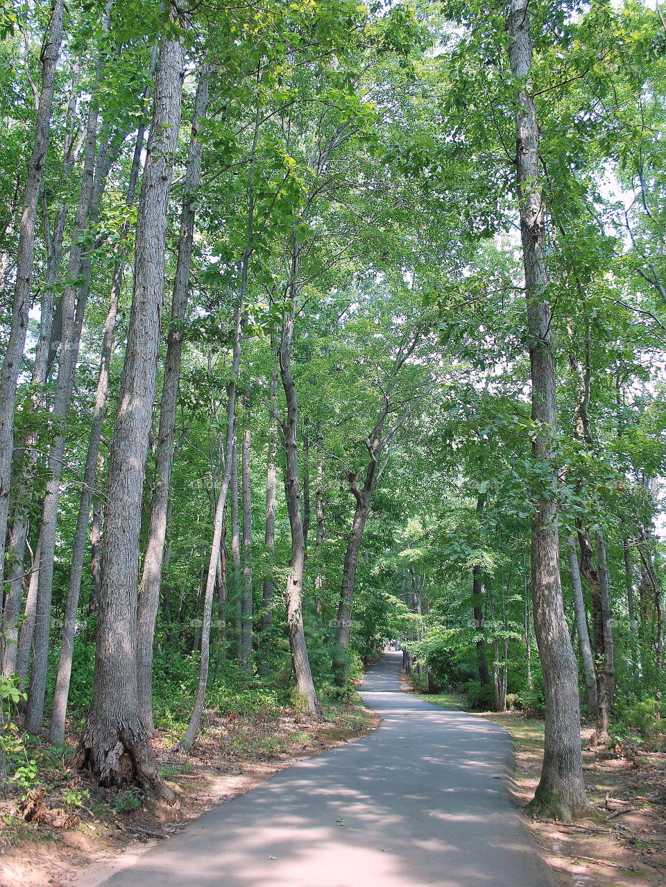 trees path