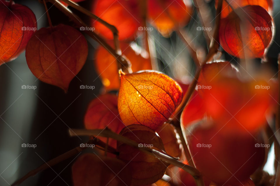 Dried physalis lanterns