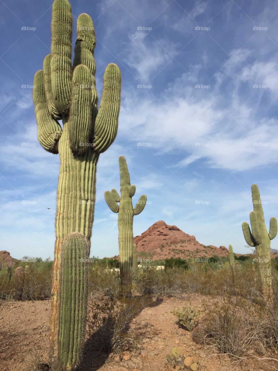 Desert Botanical Garden 
