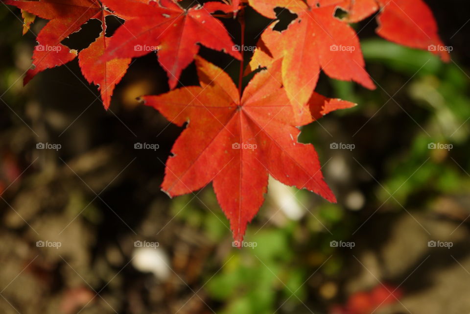 Autumn leaves