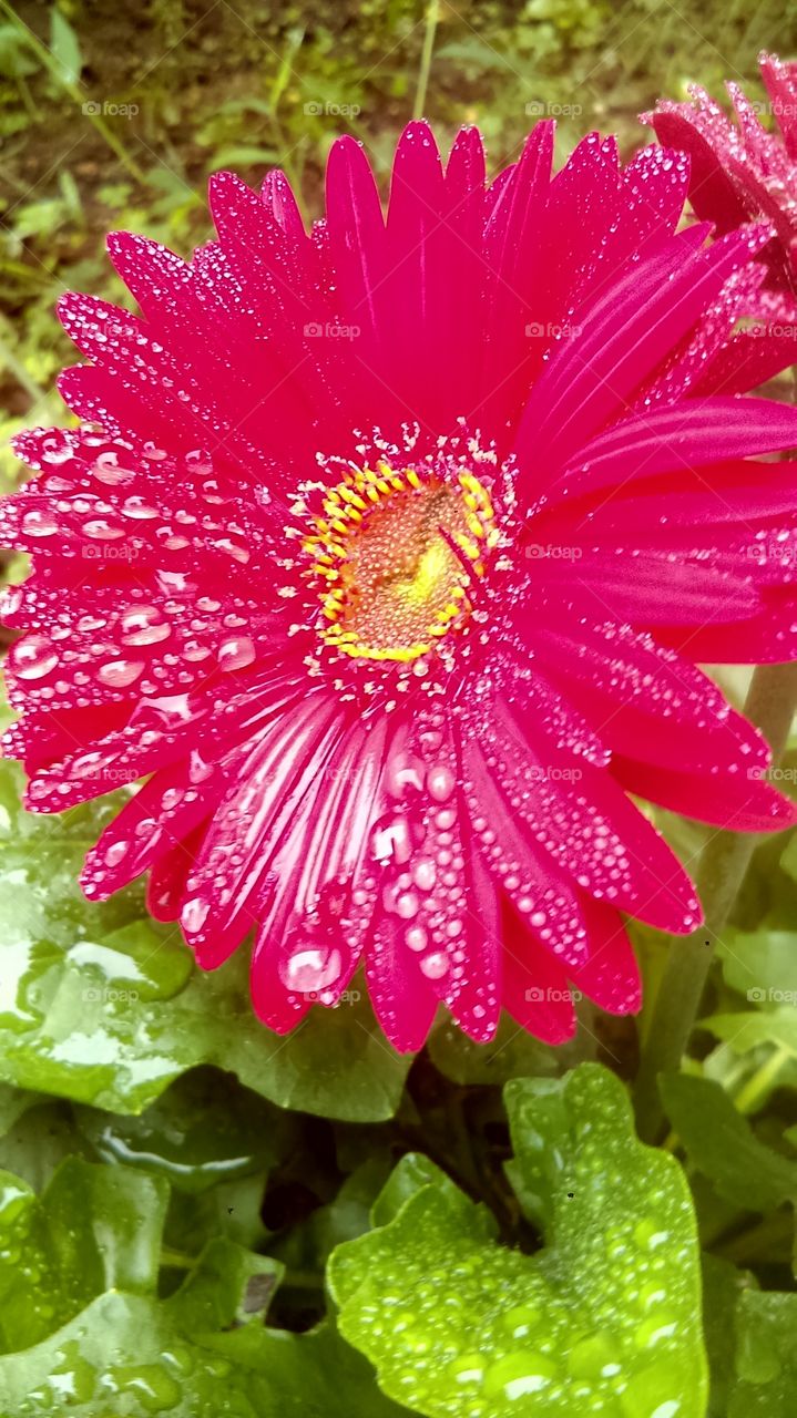 beautiful Gerber daisy