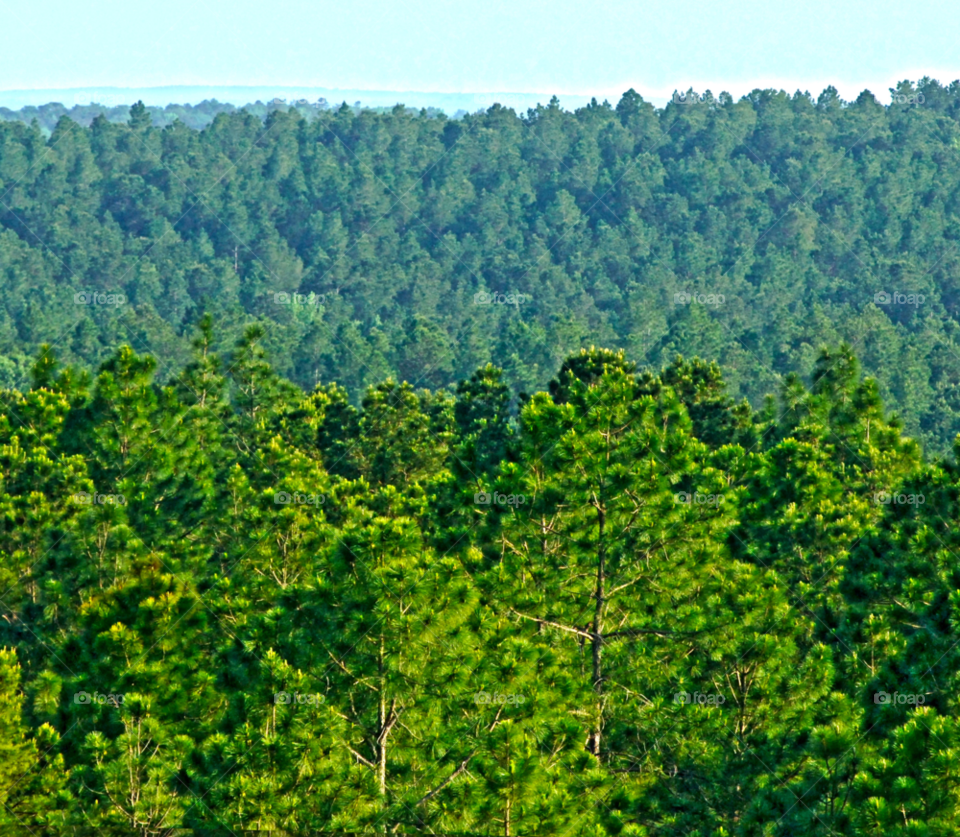 nature trees forest timber by lightanddrawing